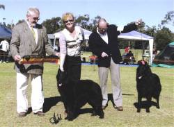 Left to right Judge Eric Desschans, Aust Ch Mirribandi Morgannah - BEST OF BREED, her breeder/handler Kathryn and the RUBest of Breed & handler