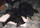 Dazzle & Flame - both trying to sleep on the same mat. Sept 2002