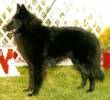 Nikki - CC & Best of Breed at the Melbourne Royal 1998