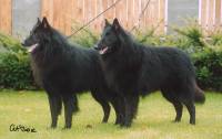 Fax pictured with his brother, Bergerac Fax - Chester (left) Bergerac Faust - Fax (right)  - photo courtesy Bergerac