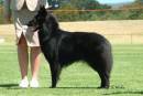 Angel - all grown up - Best of Breed Perth Royal 2003