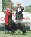 Nikki wins CC Bitch - pictured with judge Angela Barbe (Ndl) handled by Jan Carroll