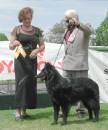 Marnie wins Res CC Bitch - pictured with Judge Angela Barbe (Ndl) handled by Alan MacAndie