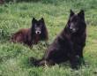 Belle 8 yrs (right) and her mum Flame nearly 13 yrs and 