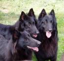from left to right - Ella, Lia and Starr