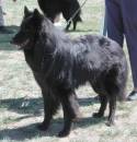 Ulrick in the show ring Oct 2002