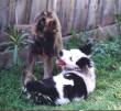 Loki playing with Esky (border collie)