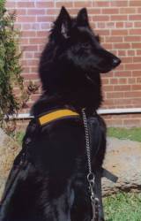 Vicki in her harness - Oct 2003
