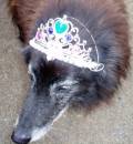 Flame nearly 15yrs - at her Grand daughters birthday party - Sept 05