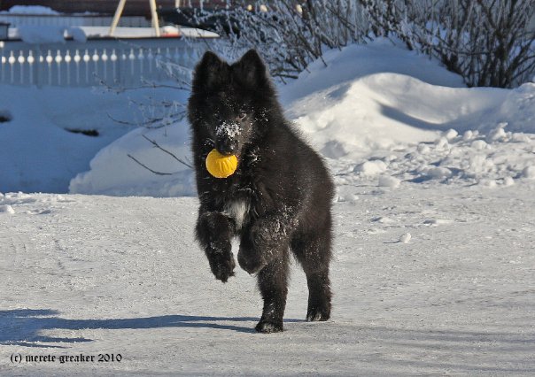 Ged playing in the snow in Norway